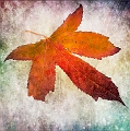 flore 2_12_2010n01